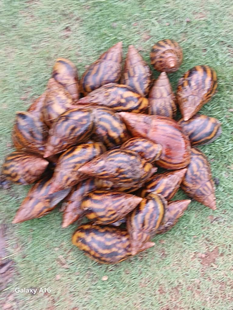 Escargots de Côte d’Ivoire en tailles Grand, Moyen et Petit