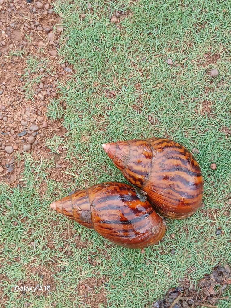 Escargots · Grand