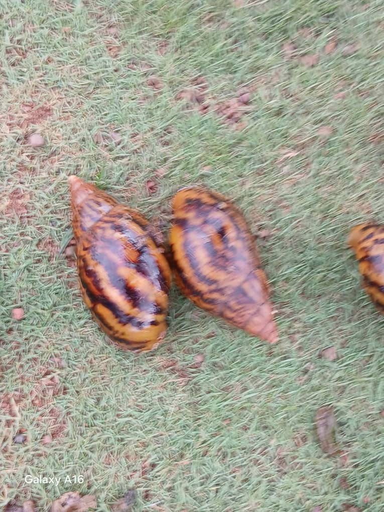 Escargots · Petit